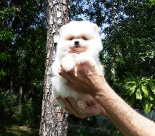 cute and healthy Pomeranian puppies ready for adoption.