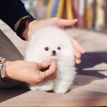 Cute T-cup Size Pomeranian puppies for Re-homing.