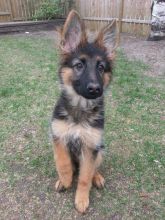 German shepherd