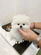 Lovely Pomeranian Pups for Adoption