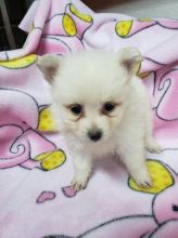 Well trained Teacup Pomeranian ready for new home.