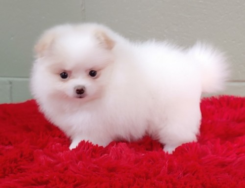 12 weeks old Pomeranian Puppies for adoption. Image eClassifieds4u