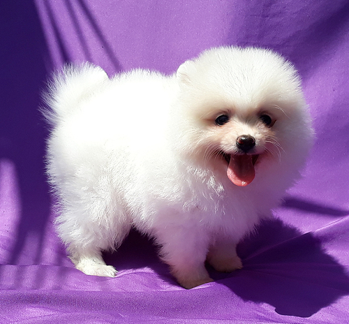 AKC Pomeranian Puppies for Sale + Stud Service Image eClassifieds4u