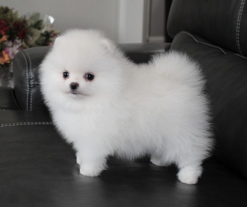 Awesome Pomeranian Puppies for Adoption Image eClassifieds4u