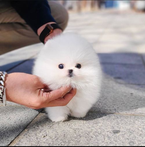Friendly Pomeranian (teacup) puppies 1 male & 2 female available. Image eClassifieds4u