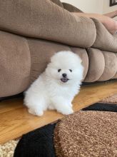 Beautiful tiny Pomeranian puppies for sale. Image eClassifieds4U