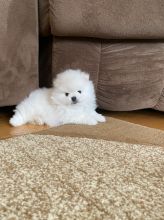 cute and healthy Pomeranian puppies ready for adoption. Image eClassifieds4u 2
