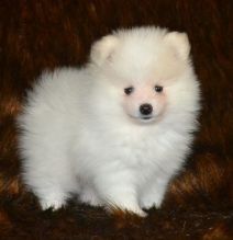 Supper Cute Male and Female Pomeranian Puppies Pending New Homes.... Image eClassifieds4U