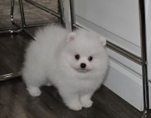 Two Beautiful Pomeranian Puppies Image eClassifieds4U