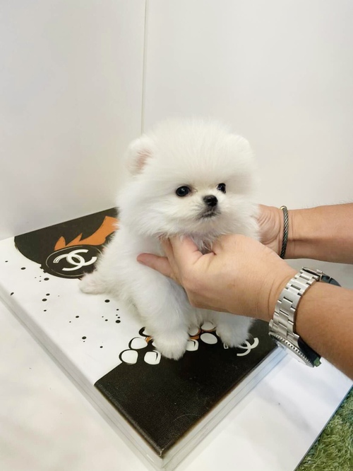 Pomeranian puppies available and ready to go. Image eClassifieds4u