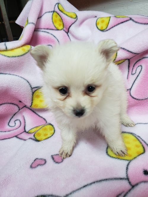 Pomeranian puppies available for adoption. Image eClassifieds4u