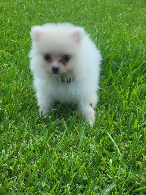T-cup Pomeranian Puppies for adoption Image eClassifieds4u