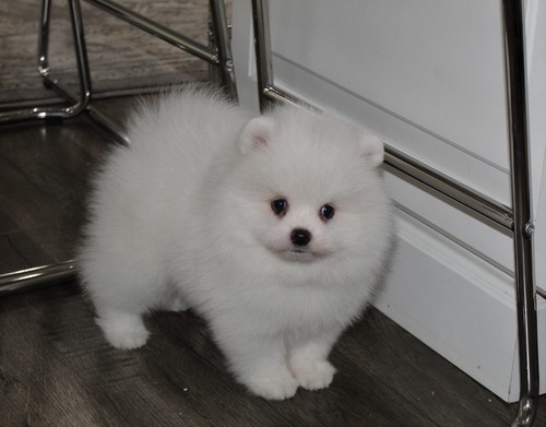 Two Beautiful Pomeranian Puppies Image eClassifieds4u