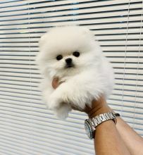 Absolutely darling Pomeranian puppies,