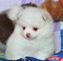 Adorable male and female Teacup Pomeranian puppies now ready to go to new homes.