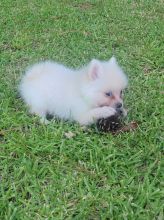 Affectionate Pomeranian puppies for adoption now.