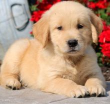 Beautiful Golden Retriever Puppies