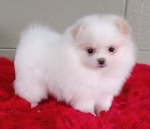 Beautiful teacup Pomeranian puppies,