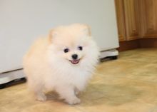 Beautiful Teacup Pomeranian Puppies For re-homing.