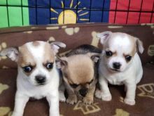 CHIHUAHUA PUPPIES THAT NEED A FOREVER HOME