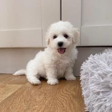 Cute Bichon Frise Puppies For Adoption