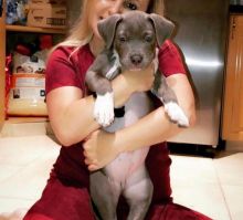 Cute Pitbull Puppies For Adoption