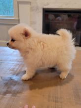 Cute Pomeranian Puppies availble to good homes.