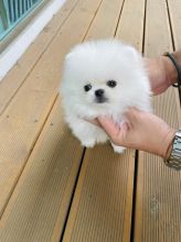 Cute Toy-Size Pomerania Puppies