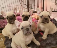 French Bulldog Puppies offers all veterinary checks