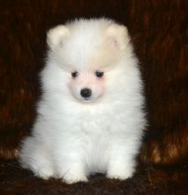 Great Teacup Pomeranian Puppies for sale.