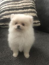 Healthy Male and Female Pomeranian puppies