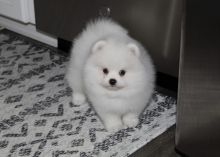 Home raised Pomeranian puppies ready for sale.