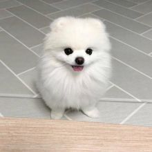 Lovely pomeranian puppies for your home***
