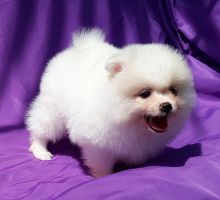 Male and female Pomeranian puppies ready for adoption.