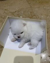 Nice snow-white Pomeranian puppies