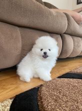 Pomeranian puppies with buttery fawn and white