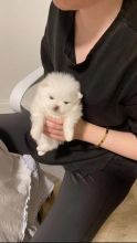 Pomeranian puppy for Adoption