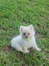 Pomeranian pups for sale. 1 female & 1 male.