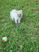 Registered Pomeranian puppies for sale.