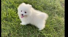 Teacup Pomeranian puppies for caring homes.