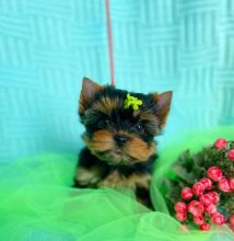 Teacup yorkie puppy