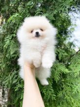 Wonderful, very active and sensitive Pomeranian Puppies.