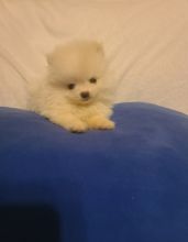 Wonderful, very active and sensitive Pomeranian Puppies.