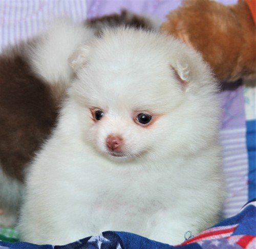 Adorable male and female Teacup Pomeranian puppies now ready to go to new homes. Image eClassifieds4u