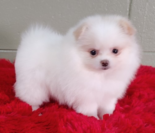 Beautiful teacup Pomeranian puppies, Image eClassifieds4u