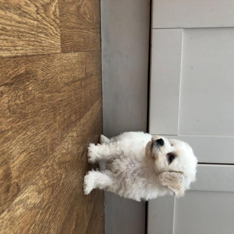 Bichon Frise Puppies For Adoption Image eClassifieds4u