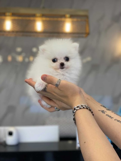Charming and Cute Pomeranian Puppies for Sale Image eClassifieds4u