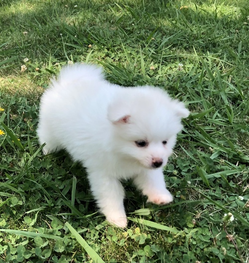 Charming Ckc Pomeranian Puppies For Adoption Image eClassifieds4u