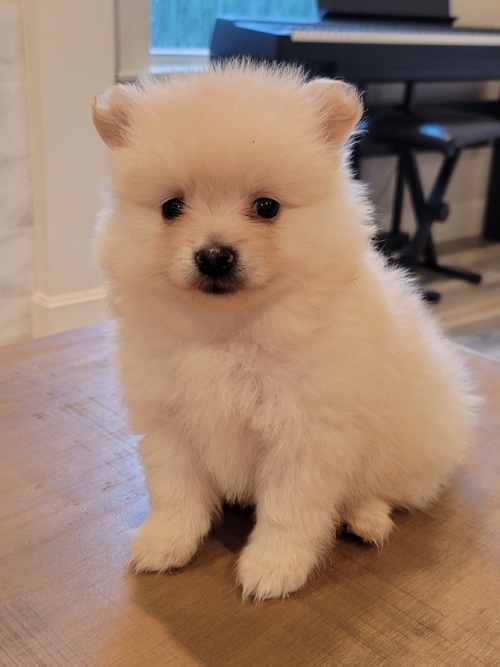 Cute and Charming Pomeranian Puppies Image eClassifieds4u