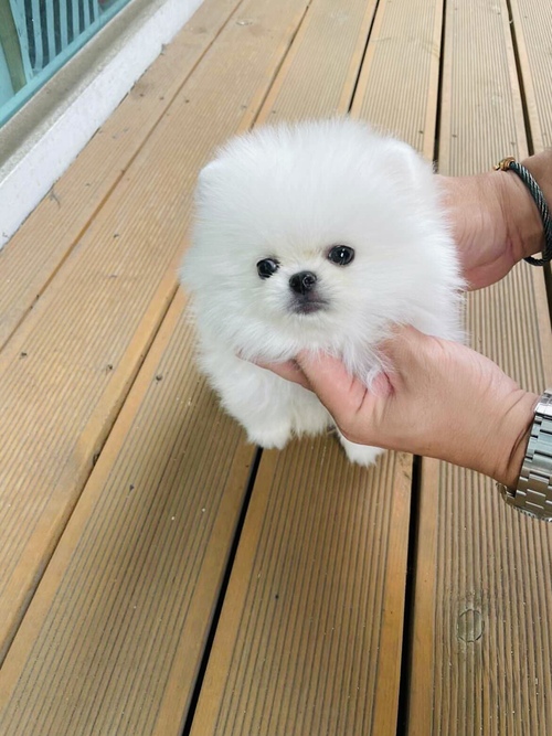 Cute Toy-Size Pomerania Puppies Image eClassifieds4u